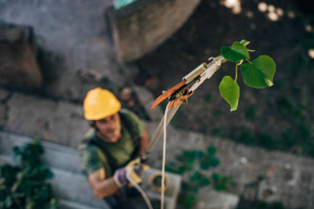 Best Fruit Tree Pruning  in Crown Pot, IN