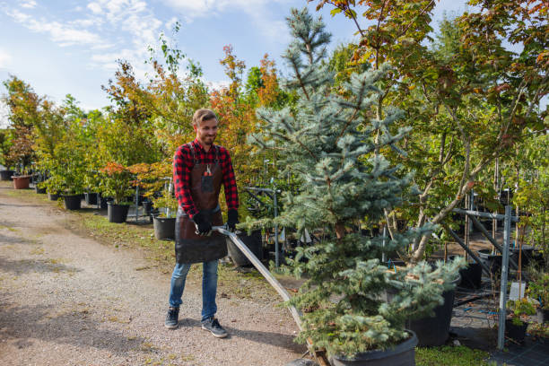 Crown Point, IN Tree Removal Company